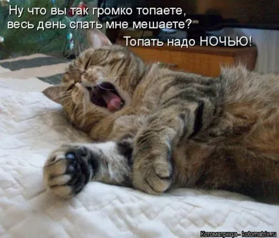 kotik) | Funny cute cats, Pretty cats, Cute cats