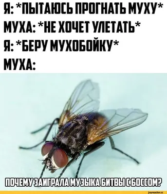 Яг ПЫТАЮСЬ ПРОГНАТЬ МУХУ* МУХА: *НЕ ХОЧЕТ УЛЕТАТЬ* Я: БЕРУ МУХОБОЙКУ* МУХА:  (ЕШЫЕШПШЕ!1 / Муха :: насекомые :: смешные картинки (фото приколы) / смешные  картинки и другие приколы: комиксы, гиф анимация, видео, лучший  интеллектуальный юмор.