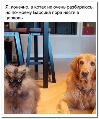 Смешные комментарии из социальных сетей (30 фото) | Funny animal pictures,  Funny animals, Funny pictures