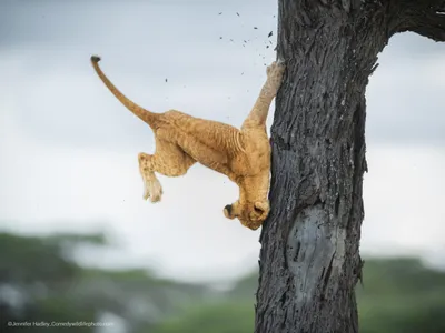 ну и не пиши мне ну и не надо | Милые котики, Кошачьи фотографии, Нужно  обнять