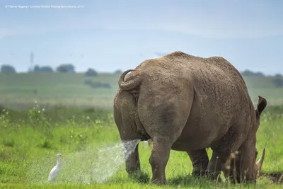 Comedy Wildlife Photography Awards: опубликованы самые смешные фото диких  животных | НашКиїв.UA