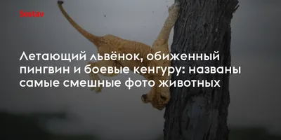 Летающие собаки и человекоподобные коты. Самые смешные фотографии домашних  животных 2023 года