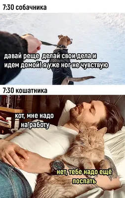 Картинки смешные до слез с надписями | Funny cat memes, Funny animals,  Funny animal memes