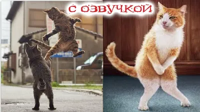 Смешные коты - виды Хоба в природе - YouLoveIt.ru