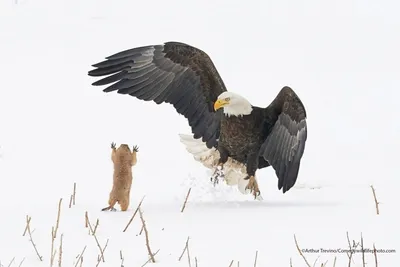 Смешные животные - смешно про животных, смешные фото животных – ФотоКто