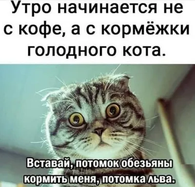 Смешные, позитивные фото кошек. Коты, которые рассмешат каждого 😂.  Интересная информация про кошек | Все про кошек | Дзен