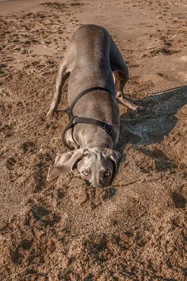 Comedy Pet Photo Awards (Великобритания): самые смешные фотографии домашних  питомцев 2021 (Comedy Pet Photo Awards, Великобритания) | 07.10.2022, ИноСМИ