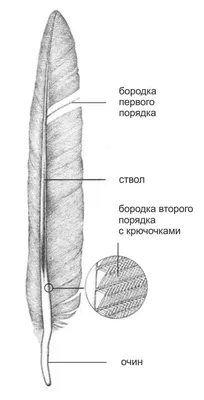 Птичье гнездо и перья с натуры