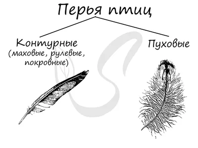 Две Руки Нарисованы Smoth Оранжевый И Желтый Тропических, Экзотических Птиц,  Перья Попугая, Иллюстрации Эскиза Векторных Иллюстраций На Белом Фоне.  Реалистичный Ручной Рисунок Желтого И Оранжевого Попугая, Перья Птицы  Клипарты, SVG, векторы, и