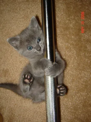 Pole Dancing Kitty by AngelofIncantation on deviantART | Pole dancing,  Kitty, Cats