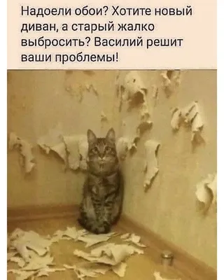 Анекдоты И Смешные Картинки в Instagram: «#котвасилий #безкотаижизньнета  #котики #обои #диван #ремонт #проказник #правдажизни #… | Юмор о животных,  Смешно, Животные