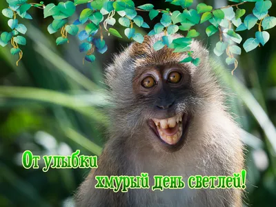 друзья жизнь ржать чай #кофе жизнь #юморкофешоп #кофешопюмор #юмор приколы  юмор смешные видео прикольные картинки смешные картинки… | Смешные рисунки,  Смешно, Юмор