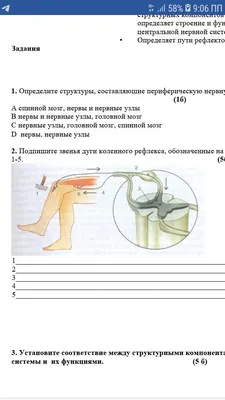 Рисунок яйца | Штриховка, Яйца, Рисунок