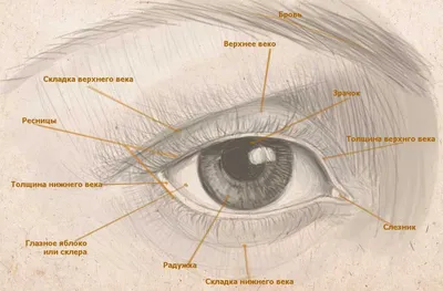 Глаз Срисовки Легкие Пошаговые (800 Рисунков) Рисунки Для Начинающих  Карандашом Простые Идеи Красивые Картинки