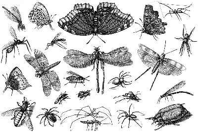 Невероятно детализированные рисунки насекомых - Demiart
