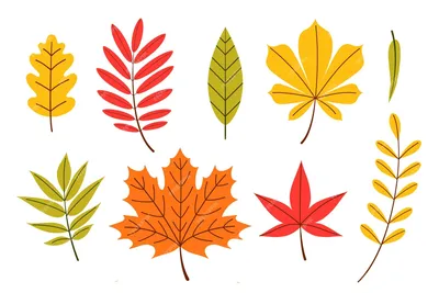 шаблоны осенних листьев для вырезания из бумаги A4 | Leaf template, Fall  leaf template, Autumn crafts