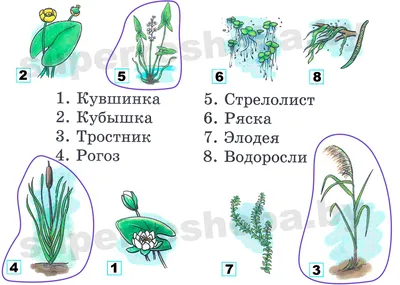 Детские рисунки, присланные на конкурс \"Лето. Цветы и растения\" - Страница 2