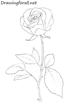 How to Draw a Rose Step by Step | Рисунки роз, Нарисовать цветы, Розы