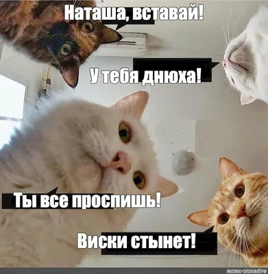 Смешные мемы с котиками #2 | CAT LIFE | Дзен