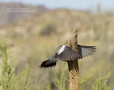 Выбраны самые смешные фотографии диких животных 2021 года - ФОТО