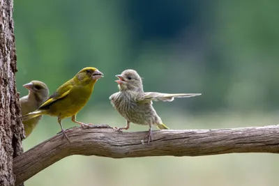 Представлены самые смешные фото животных от финалистов Comedy Wildlife  Photo Awards