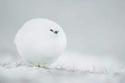 Опубликованы фото победителей конкурса Comedy Wildlife Photography Awards  2022 | РБК Life