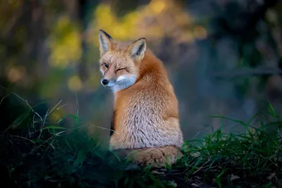 Самые смешные фото животных конкурса Comedy Wildlife Photo Awards 2022 -  KP.RU