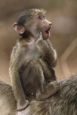 Comedy Wildlife Photography Awards 2021: смешные животные