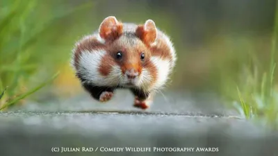 Comedy Wildlife Photography Awards - Опубликованы самые смешные фото  животных 2018 года - Апостроф