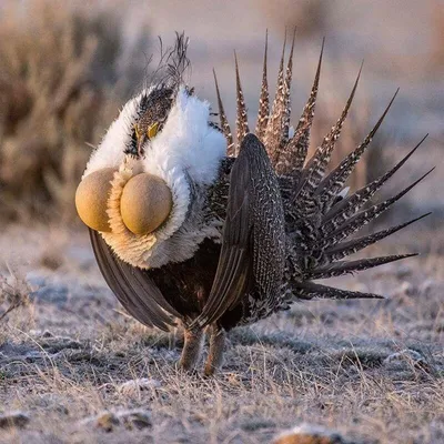 Фото самые смешные животные премии The Comedy Wildlife 2021