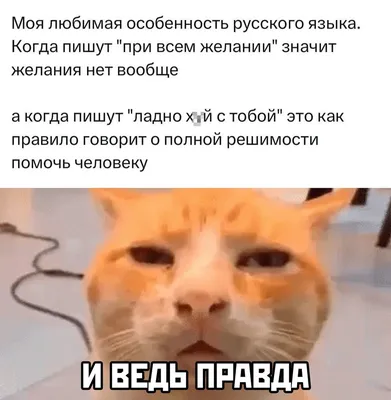 Смешные картинки с надписями и прикольные фото, от которых хочется  улыбнуться