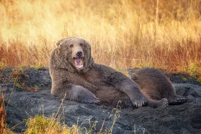 Comedy Pet Photo Awards (Великобритания): самые смешные фотографии домашних  питомцев 2021 (Comedy Pet Photo Awards, Великобритания) | 07.10.2022, ИноСМИ