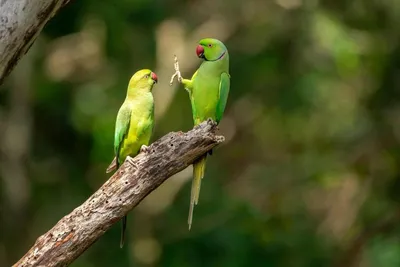 Самые смешные фото животных конкурса Comedy Wildlife Photo Awards 2022 -  KP.RU