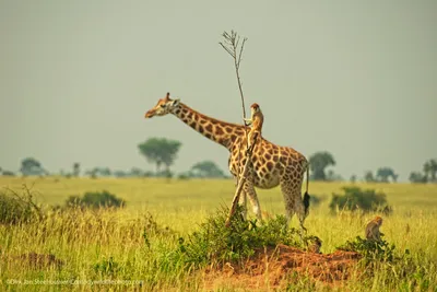 Comedy Wildlife Photography Awards 2021: смешные животные