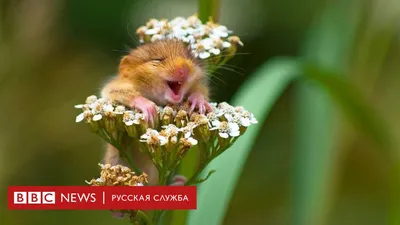 12 самых смешных скульптур со всего мира, удивившие сеть - фото