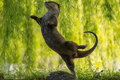 Самые смешные фото животных мира: прикольная подборка с конкурса Comedy  Wildlife Photo Awards