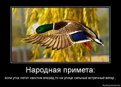 В москве вроде как сильный ветер с градом / Москва :: Россия :: шторм ::  тучи :: ураган :: страны :: гиф анимация (гифки - ПРИКОЛЬНЫЕ gif анимашки)  / смешные картинки и