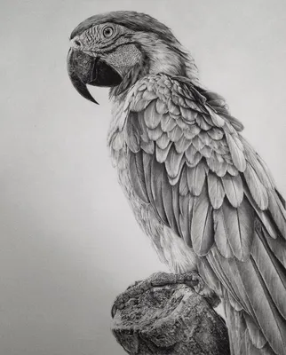 Сложные рисунки карандашом | Pencil drawings of animals, Pencil portrait  drawing, Realistic drawings