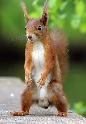 Squirrel | Красная белка, Смешная белка, Животные