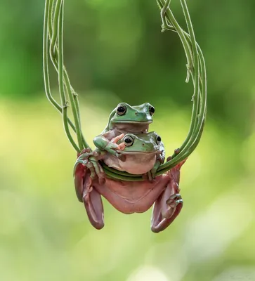 russian по низкой цене! russian с фотографиями, картинки на смешные лягушки  photo.alibaba.com