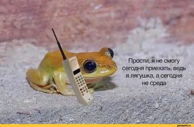 Лягушка самая смешная | Funny animals, Funny animal pictures, Amphibians