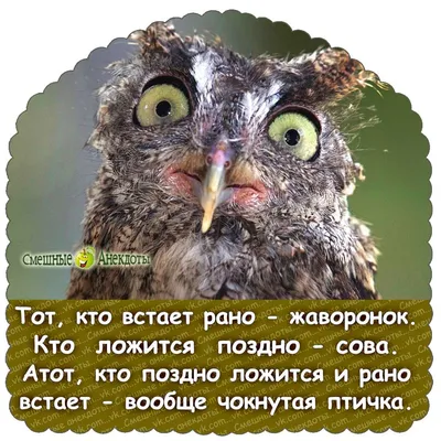 Не смешно: студентов НГУ могут отчислить за мемы с одногруппниками и  преподавателями - KP.RU