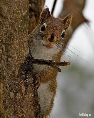 Squirrel | Красная белка, Смешная белка, Животные