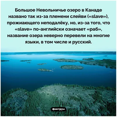 Собаки оказались способны обманывать людей для получения выгоды. / интересные  факты :: смешные картинки (фото приколы) :: веселые картинки / смешные  картинки и другие приколы: комиксы, гиф анимация, видео, лучший  интеллектуальный юмор.