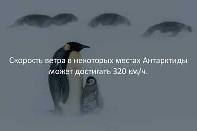 Грустные факты о детёнышах» за 500 ₽ – купить за 500 ₽ в интернет-магазине  «Книжки с Картинками»