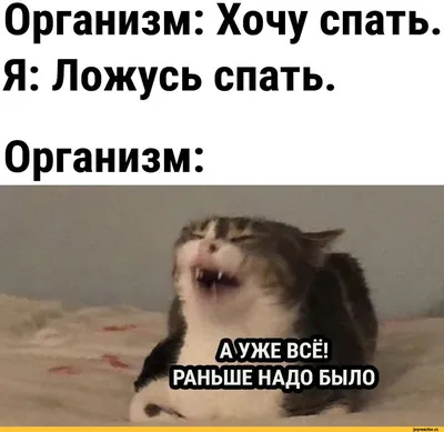 Mom:Did you smoke weed in the room Me: of course not My cat in the corner:  / картинка с текстом :: без перевода :: интернет :: котэ (прикольные  картинки с кошками) /