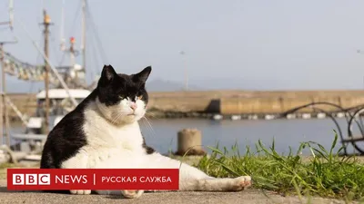 Четвероногие и смешные: финалисты конкурса Comedy Pet Photography - BBC  News Русская служба