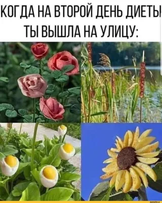 Смешные картинки диета