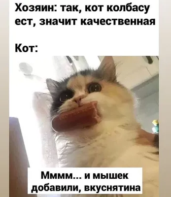 Смешные видео про животных🐕🐈 в Instagram: «Подстава😆» | Funny pictures,  Animals, Cats