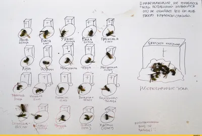 Вот такую интересную картинку откопал у подруги / фейсбук :: Пчёлы ::  шизофрения :: прикол :: наказание :: живность / смешные картинки и другие  приколы: комиксы, гиф анимация, видео, лучший интеллектуальный юмор.